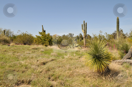To use this stock image in your creative project, please select the size you need over to the right and click the "Add to Cart" button.
Your downloaded image will come with the Cutcaster watermark removed so don’t worry about the watermark you see on this page. Grasslands stock photo, Desert grasslands and saguaro cactus near Phoenix, Arizona by Harris Shiffman