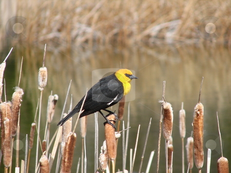 To use this stock image in your creative project, please select the size you need over to the right and click the "Add to Cart" button.
Your downloaded image will come with the Cutcaster watermark removed so don’t worry about the watermark you see on this page. Blackbird stock photo, Yellow headed blackbird by Wolfgang Zintl