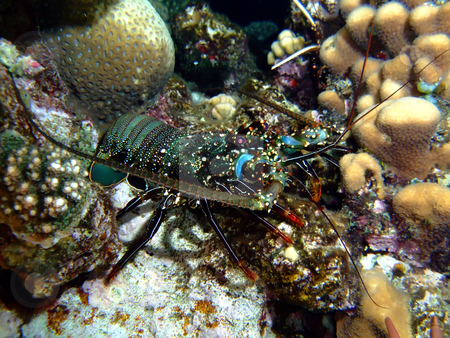 To use this stock image in your creative project, please select the size you need over to the right and click the "Add to Cart" button.
Your downloaded image will come with the Cutcaster watermark removed so don’t worry about the watermark you see on this page. Scalloped spiny lobster stock photo, by Cigdem Cooper