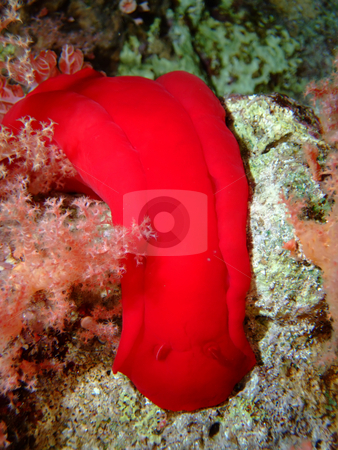 To use this stock image in your creative project, please select the size you need over to the right and click the "Add to Cart" button.
Your downloaded image will come with the Cutcaster watermark removed so don’t worry about the watermark you see on this page. Spanish dancer stock photo, by Cigdem Cooper