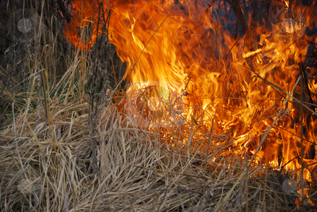 To use this stock image in your creative project, please select the size you need over to the right and click the "Add to Cart" button.
Your downloaded image will come with the Cutcaster watermark removed so don’t worry about the watermark you see on this page. Fire stock photo, Fire is burning dry grass and bushes. by Ivan Paunovic
