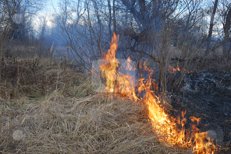 To use this stock image in your creative project, please select the size you need over to the right and click the "Add to Cart" button.
Your downloaded image will come with the Cutcaster watermark removed so don’t worry about the watermark you see on this page. Fire stock photo, Fire is burning dry grass and bushes. by Ivan Paunovic