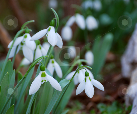 To use this stock image in your creative project, please select the size you need over to the right and click the "Add to Cart" button.
Your downloaded image will come with the Cutcaster watermark removed so don’t worry about the watermark you see on this page. Snowdrops stock photo, Close-up of a group of snowdrops blooming by Ivan Paunovic