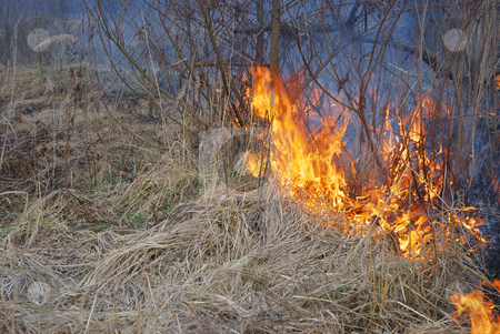 To use this stock image in your creative project, please select the size you need over to the right and click the "Add to Cart" button.
Your downloaded image will come with the Cutcaster watermark removed so don’t worry about the watermark you see on this page. Fire stock photo, Fire is burning dry grass and bushes. by Ivan Paunovic