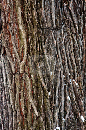 To use this stock image in your creative project, please select the size you need over to the right and click the "Add to Cart" button.
Your downloaded image will come with the Cutcaster watermark removed so don’t worry about the watermark you see on this page. Tree bark detail stock photo, The detail of bark, the outer layer of a tree trunk by Paul Hakimata