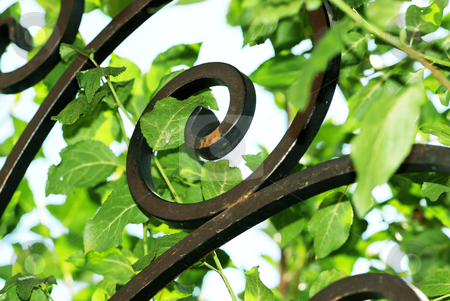 To use this stock image in your creative project, please select the size you need over to the right and click the "Add to Cart" button.
Your downloaded image will come with the Cutcaster watermark removed so don’t worry about the watermark you see on this page. Forge iron in green leaves stock photo, Forge iron in green leaves close up by Julija Sapic
