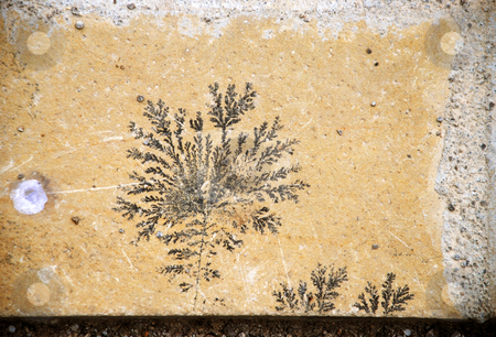 To use this stock image in your creative project, please select the size you need over to the right and click the "Add to Cart" button.
Your downloaded image will come with the Cutcaster watermark removed so don’t worry about the watermark you see on this page. Fossil designed stone stock photo, Botanical black fossil design over yellow stone by Julija Sapic