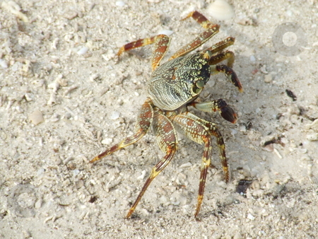 To use this stock image in your creative project, please select the size you need over to the right and click the "Add to Cart" button.
Your downloaded image will come with the Cutcaster watermark removed so don’t worry about the watermark you see on this page. Majestic crab stock photo, Maldivian crab walking slowly on the beach in the hot tropical sun by Chris Alleaume