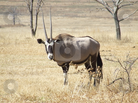 To use this stock image in your creative project, please select the size you need over to the right and click the "Add to Cart" button.
Your downloaded image will come with the Cutcaster watermark removed so don’t worry about the watermark you see on this page. Gemsbuck in the grass stock photo, Gemsbuck staring at bystanders with uneven horns, in the savannah in South Africa by Chris Alleaume