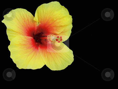 To use this stock image in your creative project, please select the size you need over to the right and click the "Add to Cart" button.
Your downloaded image will come with the Cutcaster watermark removed so don’t worry about the watermark you see on this page. Hibiscus isolated stock photo, Yellow and red hibiscus isolated on a background by Chris Alleaume