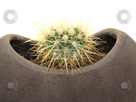 To use this stock image in your creative project, please select the size you need over to the right and click the "Add to Cart" button.
Your downloaded image will come with the Cutcaster watermark removed so don’t worry about the watermark you see on this page. Dwarf cactus stock photo, Dwarf cactus in a clay plant pot by Chris Alleaume