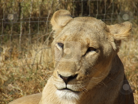 To use this stock image in your creative project, please select the size you need over to the right and click the "Add to Cart" button.
Your downloaded image will come with the Cutcaster watermark removed so don’t worry about the watermark you see on this page. Pensive Lioness stock photo, Lioness looking pensive, taken in South Africa by Chris Alleaume