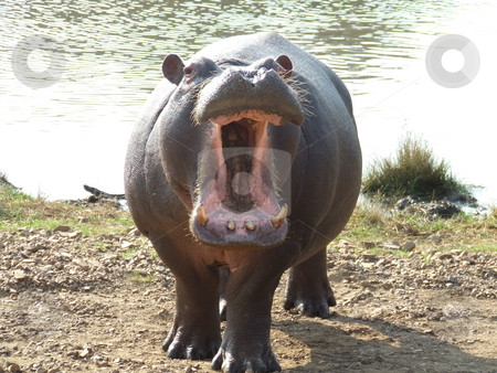 To use this stock image in your creative project, please select the size you need over to the right and click the "Add to Cart" button.
Your downloaded image will come with the Cutcaster watermark removed so don’t worry about the watermark you see on this page. Territorial Hippo stock photo, Aggressive, territorial Hippo showing his tusks by Chris Alleaume