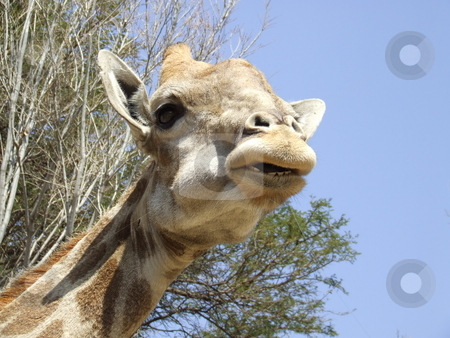 To use this stock image in your creative project, please select the size you need over to the right and click the "Add to Cart" button.
Your downloaded image will come with the Cutcaster watermark removed so don’t worry about the watermark you see on this page. Giraffe chewing vegetation stock photo, Giraffe caught with a mouth full, eating vegetation by Chris Alleaume
