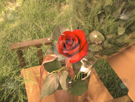 To use this stock image in your creative project, please select the size you need over to the right and click the "Add to Cart" button.
Your downloaded image will come with the Cutcaster watermark removed so don’t worry about the watermark you see on this page. Red rose standing out from a sepia background with saturated reds stock photo, Red rose standing out from a sepia background with saturated reds by Chris Alleaume