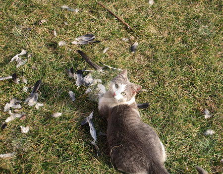 To use this stock image in your creative project, please select the size you need over to the right and click the "Add to Cart" button.
Your downloaded image will come with the Cutcaster watermark removed so don’t worry about the watermark you see on this page. Cat hunter stock photo, Gray domestic cat outdoor after eating pigeon by Julija Sapic