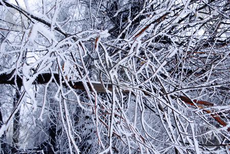 To use this stock image in your creative project, please select the size you need over to the right and click the "Add to Cart" button.
Your downloaded image will come with the Cutcaster watermark removed so don’t worry about the watermark you see on this page. Winter trees background stock photo, Blue winter icy tree branches natural background by Julija Sapic
