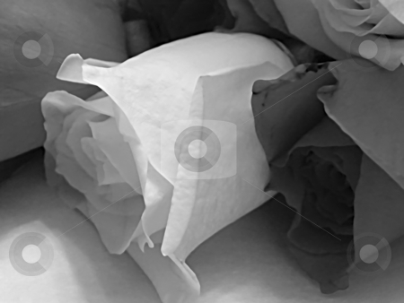 To use this stock image in your creative project, please select the size you need over to the right and click the "Add to Cart" button.
Your downloaded image will come with the Cutcaster watermark removed so don’t worry about the watermark you see on this page. Shades of Cut Roses stock photo, Shades of Cut Roses, Greyscale. Close up (macro) of white rose beside a red rose which are within a bunch of cut roses setting upon floral paper. by Dazz Lee Photography