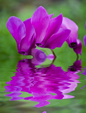 To use this stock image in your creative project, please select the size you need over to the right and click the "Add to Cart" button.
Your downloaded image will come with the Cutcaster watermark removed so don’t worry about the watermark you see on this page. Cyclamen flower stock photo, Beautiful blooming purple cyclamen flower by Desislava Dimitrova