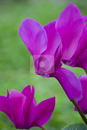 To use this stock image in your creative project, please select the size you need over to the right and click the "Add to Cart" button.
Your downloaded image will come with the Cutcaster watermark removed so don’t worry about the watermark you see on this page. Cyclamen flower stock photo, Beautiful blooming purple cyclamen flower by Desislava Dimitrova