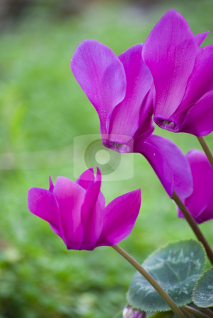 To use this stock image in your creative project, please select the size you need over to the right and click the "Add to Cart" button.
Your downloaded image will come with the Cutcaster watermark removed so don’t worry about the watermark you see on this page. Cyclamen flower stock photo, Beautiful blooming purple cyclamen flower by Desislava Dimitrova