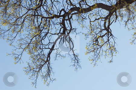 To use this stock image in your creative project, please select the size you need over to the right and click the "Add to Cart" button.
Your downloaded image will come with the Cutcaster watermark removed so don’t worry about the watermark you see on this page. Tree stock photo, Tree against blue sky and clouds by Pavel Cheiko