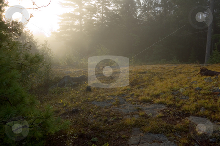 To use this stock image in your creative project, please select the size you need over to the right and click the "Add to Cart" button.
Your downloaded image will come with the Cutcaster watermark removed so don’t worry about the watermark you see on this page. Early morning stock photo, Early morning in forest of Killarney Park by Pavel Cheiko
