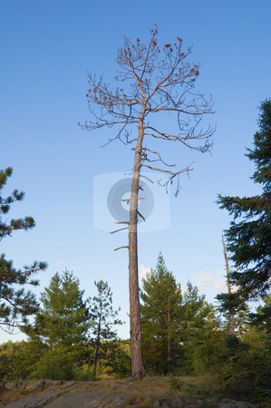 To use this stock image in your creative project, please select the size you need over to the right and click the "Add to Cart" button.
Your downloaded image will come with the Cutcaster watermark removed so don’t worry about the watermark you see on this page. Tree stock photo, Early morning in forest of Killarney Park by Pavel Cheiko