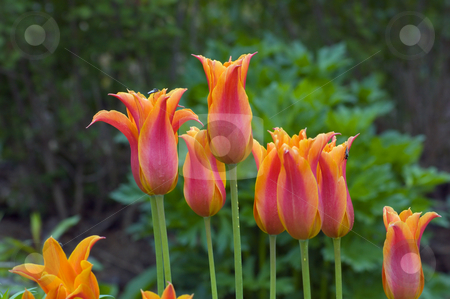 To use this stock image in your creative project, please select the size you need over to the right and click the "Add to Cart" button.
Your downloaded image will come with the Cutcaster watermark removed so don’t worry about the watermark you see on this page. Orange tulips stock photo, Close up of orange tulips on green background by Pavel Cheiko