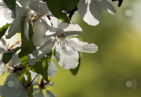 To use this stock image in your creative project, please select the size you need over to the right and click the "Add to Cart" button.
Your downloaded image will come with the Cutcaster watermark removed so don’t worry about the watermark you see on this page. White blossom stock photo, Close up of white apple blossom. by Pavel Cheiko