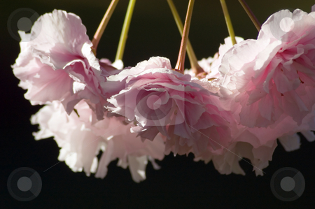 To use this stock image in your creative project, please select the size you need over to the right and click the "Add to Cart" button.
Your downloaded image will come with the Cutcaster watermark removed so don’t worry about the watermark you see on this page. Cherry stock photo, Pink Cherry blossom against blur background by Pavel Cheiko