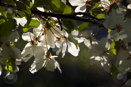 To use this stock image in your creative project, please select the size you need over to the right and click the "Add to Cart" button.
Your downloaded image will come with the Cutcaster watermark removed so don’t worry about the watermark you see on this page. Apple blossom stock photo, Close up of white apple blossom. by Pavel Cheiko