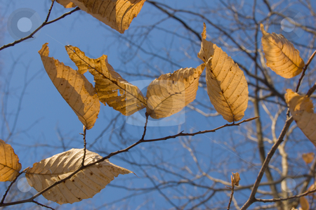 To use this stock image in your creative project, please select the size you need over to the right and click the "Add to Cart" button.
Your downloaded image will come with the Cutcaster watermark removed so don’t worry about the watermark you see on this page. Dry leaves stock photo, Dry leaves on trees in winter on sky background. Awenda. by Pavel Cheiko