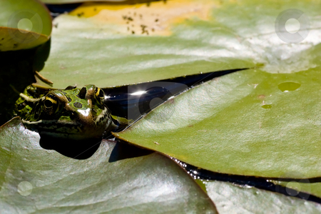 To use this stock image in your creative project, please select the size you need over to the right and click the "Add to Cart" button.
Your downloaded image will come with the Cutcaster watermark removed so don’t worry about the watermark you see on this page. Frog hideout stock photo, A frog hiding among the lilipads. by Kevin Woodrow