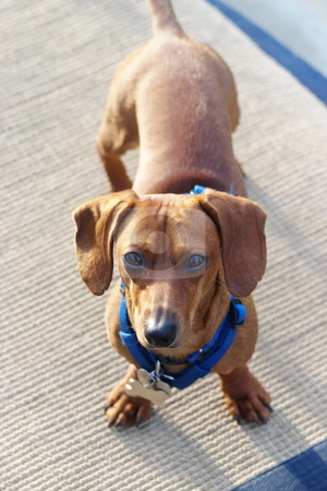 To use this stock image in your creative project, please select the size you need over to the right and click the "Add to Cart" button.
Your downloaded image will come with the Cutcaster watermark removed so don’t worry about the watermark you see on this page. Dachshund at attention stock photo, A miniature dachshund looking up at the camera. by Kevin Woodrow