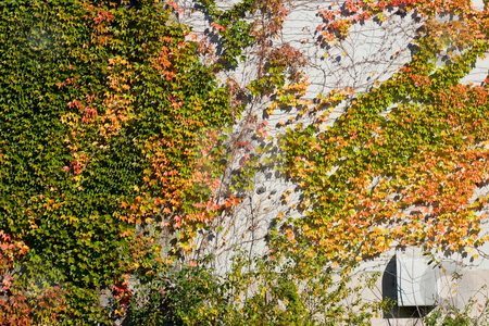 To use this stock image in your creative project, please select the size you need over to the right and click the "Add to Cart" button.
Your downloaded image will come with the Cutcaster watermark removed so don’t worry about the watermark you see on this page. Ivy on wall stock photo, Ivy on a wall, in the fall, changing colors. by Kevin Woodrow