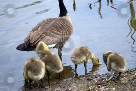 To use this stock image in your creative project, please select the size you need over to the right and click the "Add to Cart" button.
Your downloaded image will come with the Cutcaster watermark removed so don’t worry about the watermark you see on this page. Goslings and parent stock photo, A number of goslings at waters edge, with a parent nearby. by Kevin Woodrow