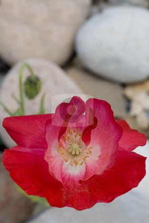 To use this stock image in your creative project, please select the size you need over to the right and click the "Add to Cart" button.
Your downloaded image will come with the Cutcaster watermark removed so don’t worry about the watermark you see on this page. Hollyhock on shorestone stock photo, Hollyhock on shorestone by Kevin Woodrow