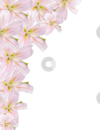 To use this stock image in your creative project, please select the size you need over to the right and click the "Add to Cart" button.
Your downloaded image will come with the Cutcaster watermark removed so don’t worry about the watermark you see on this page. Lilium border stock photo, Pink lilium border isolated on white background by Desislava Dimitrova