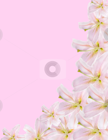 To use this stock image in your creative project, please select the size you need over to the right and click the "Add to Cart" button.
Your downloaded image will come with the Cutcaster watermark removed so don’t worry about the watermark you see on this page. Lilium border stock photo, Pink lilium border isolated on pink background by Desislava Dimitrova