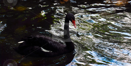 To use this stock image in your creative project, please select the size you need over to the right and click the "Add to Cart" button.
Your downloaded image will come with the Cutcaster watermark removed so don’t worry about the watermark you see on this page. Bird on water stock photo, Black swan swimming in dark water in park by Julija Sapic