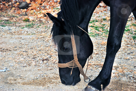 To use this stock image in your creative project, please select the size you need over to the right and click the "Add to Cart" button.
Your downloaded image will come with the Cutcaster watermark removed so don’t worry about the watermark you see on this page. Black horse stock photo, Beautiful black horse walking on country road by Julija Sapic