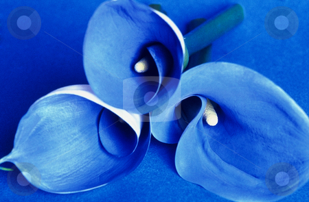 To use this stock image in your creative project, please select the size you need over to the right and click the "Add to Cart" button.
Your downloaded image will come with the Cutcaster watermark removed so don’t worry about the watermark you see on this page. Almost Yves Klein stock photo, Art Image,Three blue painted Calas in an close up, 3497x2290 Pixel, 22,9 Mb,
300 dpi by Ute Wingenfeld