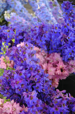 To use this stock image in your creative project, please select the size you need over to the right and click the "Add to Cart" button.
Your downloaded image will come with the Cutcaster watermark removed so don’t worry about the watermark you see on this page. Larkspur Rush stock photo, Three coloured Larkspur, bright blue, soft pink and light blue, 2000x3008 Pixel, 17,2 MB, 300 dpi by Ute Wingenfeld