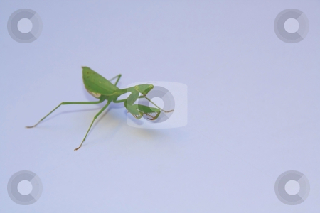 To use this stock image in your creative project, please select the size you need over to the right and click the "Add to Cart" button.
Your downloaded image will come with the Cutcaster watermark removed so don’t worry about the watermark you see on this page. Giant Green African Mantis stock photo, Birght green giant praying mantis isolated on white by Chris Alleaume