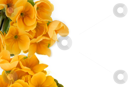 To use this stock image in your creative project, please select the size you need over to the right and click the "Add to Cart" button.
Your downloaded image will come with the Cutcaster watermark removed so don’t worry about the watermark you see on this page. Spring flowers stock photo, Yellow spring flowers frame over white background by Julija Sapic