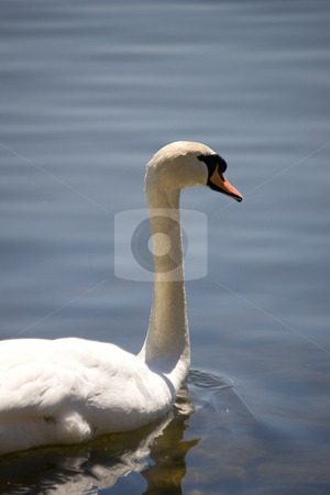 To use this stock image in your creative project, please select the size you need over to the right and click the "Add to Cart" button.
Your downloaded image will come with the Cutcaster watermark removed so don’t worry about the watermark you see on this page. Lonely Swan stock photo, A lone white swan in the foreground with a tranquil water background. by Kevin Woodrow