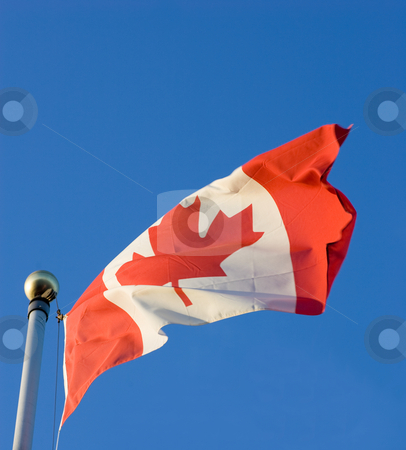 To use this stock image in your creative project, please select the size you need over to the right and click the "Add to Cart" button.
Your downloaded image will come with the Cutcaster watermark removed so don’t worry about the watermark you see on this page. Waving Canadian Flag stock photo, The Canadian Flag, waving in the breese, with a clear blue sky background. by Kevin Woodrow