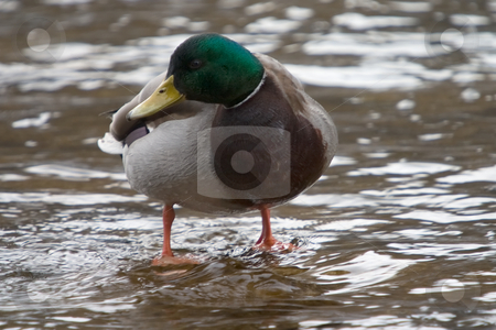 To use this stock image in your creative project, please select the size you need over to the right and click the "Add to Cart" button.
Your downloaded image will come with the Cutcaster watermark removed so don’t worry about the watermark you see on this page. Duck waiting for water to rise stock photo, A close-up of a duck, swimming in a body of water. by Kevin Woodrow