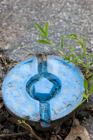 To use this stock image in your creative project, please select the size you need over to the right and click the "Add to Cart" button.
Your downloaded image will come with the Cutcaster watermark removed so don’t worry about the watermark you see on this page. Water Shutoff stock photo, A water shutoff valve, painted bright blue, with asphalt and some growth around it. by Kevin Woodrow